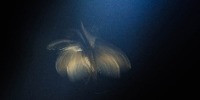 Special Mention | Creative Nature Photography