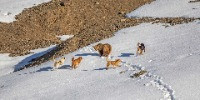 Second Runner-up | Conservation Focus