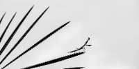 Special Mention | Animal Portraits