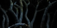 Winner | Wildscape & Animals in Their Habitat