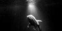 Special Mention | Animal Portraits
