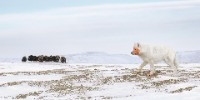 Winner | Animal Behaviour