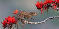 Special Mention | Animal Portraits