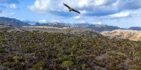 Special Mention | Wildscape & Animals in Their Habitat
