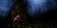Special Mention | Creative Nature Photography