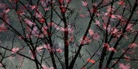 Special Mention | Creative Nature Photography