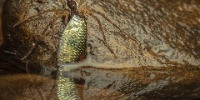 Runner-up | Animal Behaviour