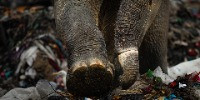 Special Mention | Ramki Sreenivasan Conservation Photography Award
