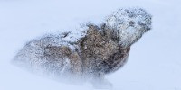 Special Mention | Animal Portraits