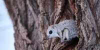 Special Mention | Animal Portraits