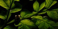Runner-up | Wildscape & Animals in Their Habitat