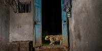 Special Mention | Coexistence