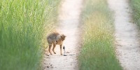 Special Mention | Animal Behaviour