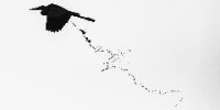 Special Mention | Creative Nature Photography