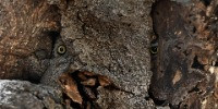 Special Mention | Animal Portraits