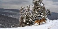 Special Mention | Wildscape & Animals in Their Habitat