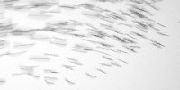 Special Mention | Creative Nature Photography