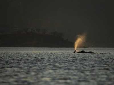 The Life Of Churuli—Palakkad's Celebrated Tusker | Nature inFocus