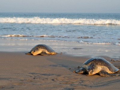 The Vulnerable Birth Of Olive Ridley Sea Turtles | Nature inFocus