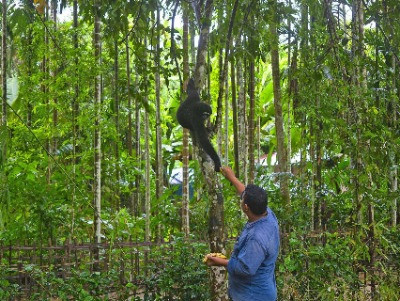 The Hoolock Gibbons Of Barekuri | Nature inFocus