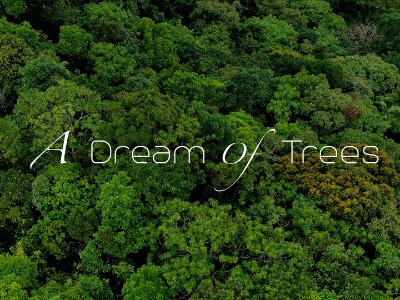 A Dream of Trees | Nature inFocus