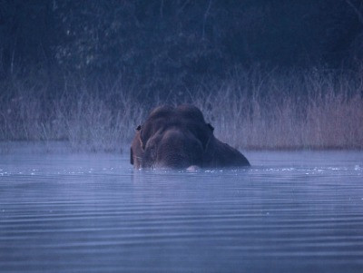 River Tern Lodge: On The Banks Of Bhadra | Nature inFocus