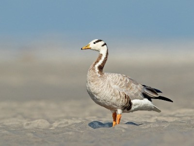 Bar-Headed Goose: The High-Flying Migrator | Nature inFocus