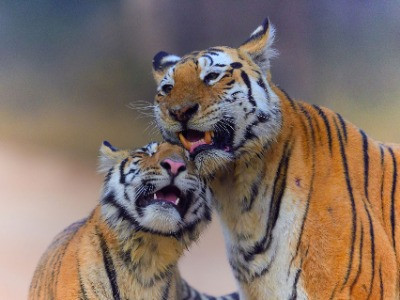 The Iconic Tigers Of India | Nature inFocus
