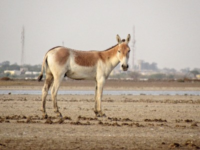 The Last Stronghold Of The Indian Wild Ass | Nature inFocus
