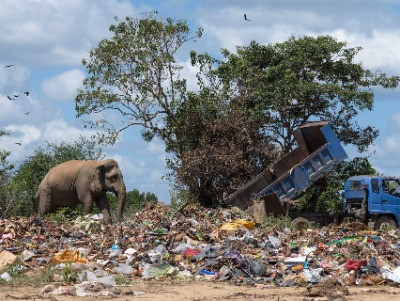 The Trash-Foraging Elephants Of Sri Lanka | Nature inFocus