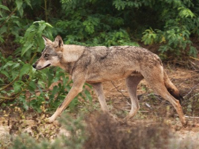 Tracking The Wolves Of Kailadevi Wildlife Sanctuary | Nature inFocus