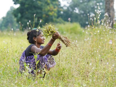 Empowering The Baiga Tribe To Farm Sustainably | Nature inFocus