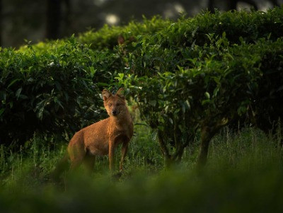 Dholes And The Tea Estates Of Valparai | Nature inFocus