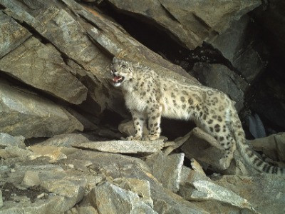 The Extraordinary Task Of Surveying Snow Leopards In Jammu & Kashmir | Nature inFocus