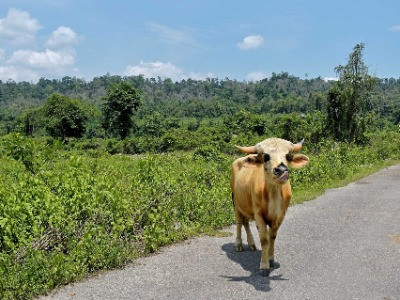 Forgotten Lessons From The Forests Of Pakke | Nature inFocus