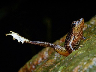 Are The Dancing Frogs Of The Western Ghats On Their Last Legs? | Nature inFocus