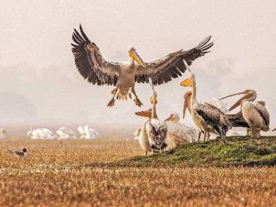 A Virtual Tour Of Bharatpur Bird Sanctuary | Nature inFocus