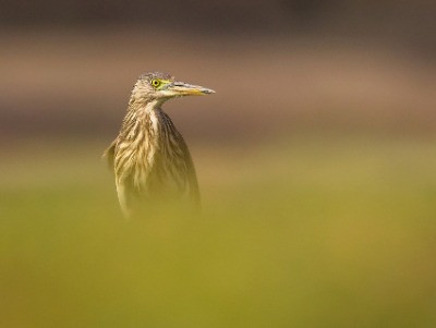 The Herons Of India | Nature inFocus