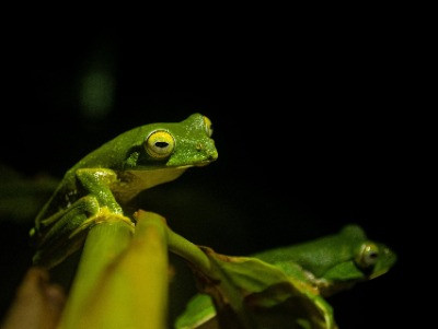 The Resurgence Of The Anaimalai Flying Frog | Nature inFocus