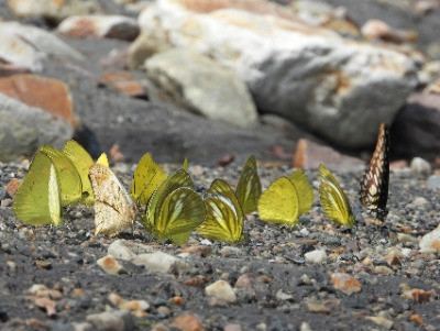 Fixing The Nitrogen Cycle | Nature inFocus
