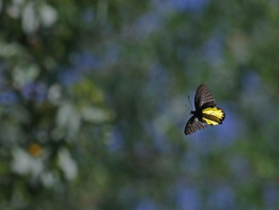 A Forest In A City | Nature inFocus