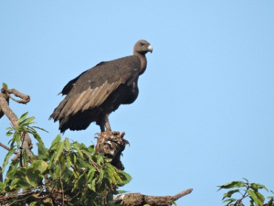 Saving Maharashtra's Vultures From Extinction | Nature inFocus