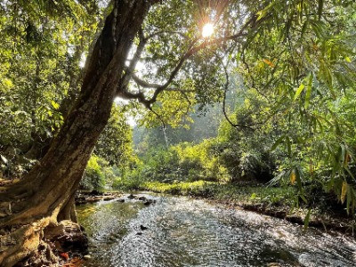 Caring For A Rainforest | Nature inFocus
