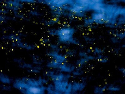 Where Are All The Fireflies? | Nature inFocus