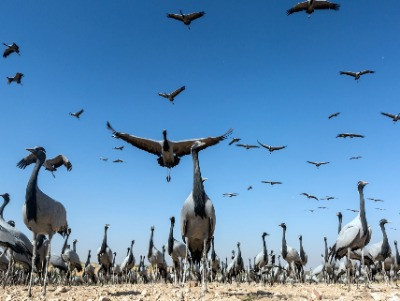 The Cranes Of India | Nature inFocus