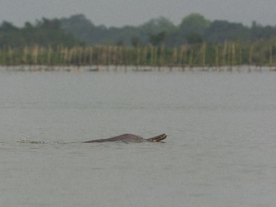 Why Are Gangetic River Dolphins Disappearing From Assam? | Nature inFocus