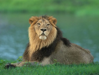 10 Things You Need To Know About Asiatic Lions | Nature inFocus