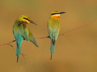 The Bee-Eaters Of India | Nature inFocus