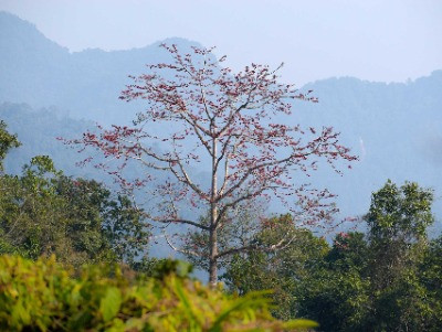 Wandering The Lost World Of Pakke | Nature inFocus