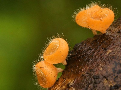 How to Photograph in the Rains | Nature inFocus